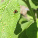 Four-lined plant bug