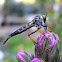 Robber Fly