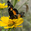 Bordered Patch