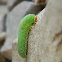 Common Sawfly