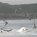 Black Headed Gull