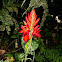 Aphelandra