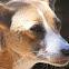 Guatemala singing dog