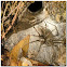 Funnel-Web Spider