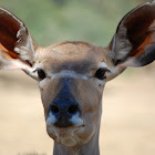 Greater Kudu