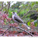 Noisy Miner