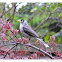 Noisy Miner