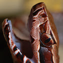 Florida Cottonmouth