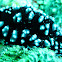 Phyllidiopsis burni