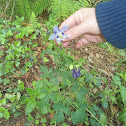 Aquilea