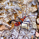 Leaf-footed Bug Nymph
