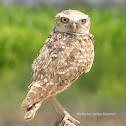 Burrowing Owl