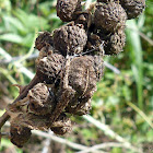 Knobbled orbweaver spider