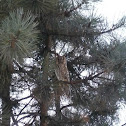 Long-eared owl