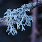 Oak moss grey variant