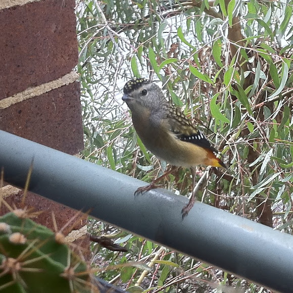 Spotting Image 1