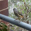 Spotted Pardalote
