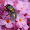 Green Bottle Fly