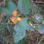 Lantana, Lantana camara