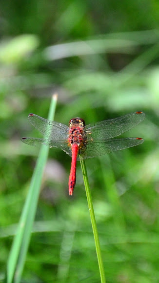 Spotting Image 1
