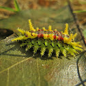 Spiny Oak Slug Caterpillar