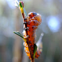 Sawfly Larvae
