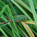 Katydid