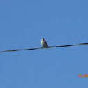 Loggerhead Shrike