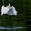 Great Egret