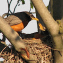 American Robin