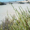 salicornia