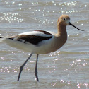 American Avocet