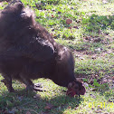 Silkie Rooster