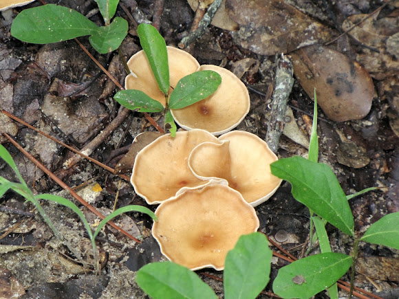 Spotting Image 1