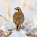Horned Lark