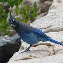 Steller's Jay
