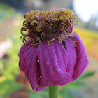 Zinnia