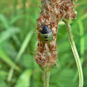 Pied Sheild Bug