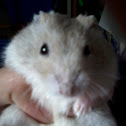 Hamster