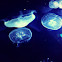Moon Jelly