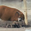 Red River Hog