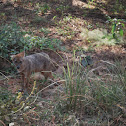 Bengal fox