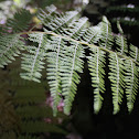 Rabbit's foot fern