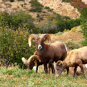 Rocky Mountain Big Horn Sheep