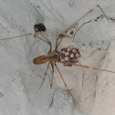 Daddy Long Legs