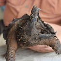 Alligator Snapping Turtle