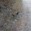 Spruce Grouse 
