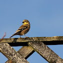American Goldfinch