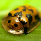 tortoise beetle