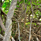 Vine